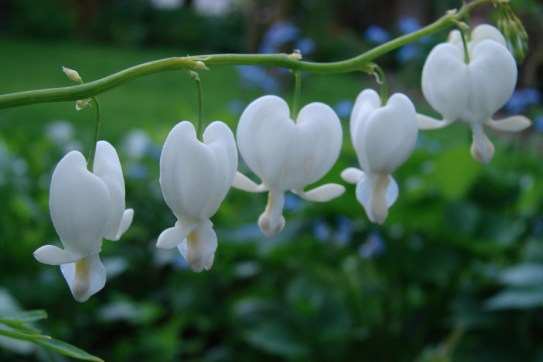 dicentra wit