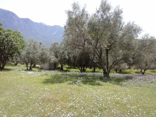 olivegroves1